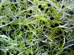 Onion sprouts are, as you might have noticed, not roots but shoots and as such they're full of vitamins a, c, and e, and have almost the same taste as onions but without the crying when you cut and are. Sprouting Black Onion Seeds For Tasty Onion Sprouts