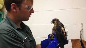 Nurturing injured wildlife back to health provides rewards