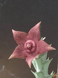 Image result for Huernia volkartii
