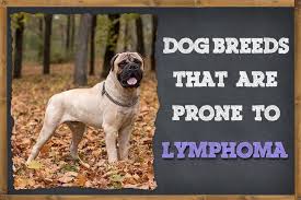 She was doing great for awhile and all the lumps and swelling went way down. Dog Breeds That Are Prone To Lymphoma Zooawesome