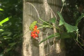 Image result for Culcasia