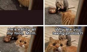 Check spelling or type a new query. It S Caturday So Here Are 30 Cat Memes I Can Has Cheezburger