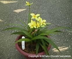 Image result for Cayratia gracilis