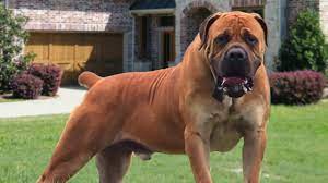 It carries itself with a confident and powerful movement, is fearless and shows courage when threatened. Best Of African Boerboel The Super Power Dog Youtube