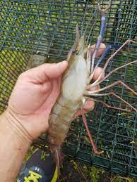 Live Aquaponics On Twitter Freshwater Prawn Shrimp Aquaponics Https T Co Deu0gucaec Twitter