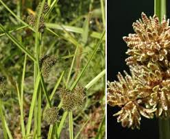 Image result for Cyperus difformis