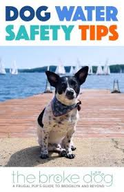 Each pup will have a sac with water, occasionally 2 pups will share a sac, twins. Dog Water Safety Tips For A Fun Summer The Broke Dog Dogs Dog Safety Dog Care
