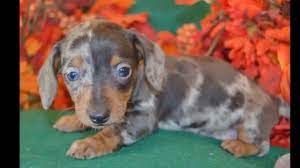 Find the perfect miniature dachshund puppy for sale in illinois, il at puppyfind.com. Dapple Dachshund Puppies For Adoption The Y Guide