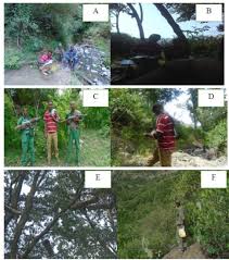 Image result for Phyllanthus crassinervius