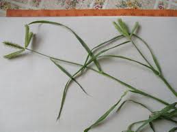 Image result for Dactyloctenium aegyptium