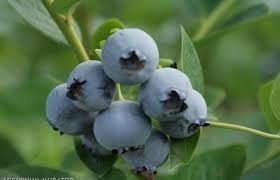 Kendinizin aşı yapması için aşı kalemi alabileceğiniz iyi bir ağaç olmalı. Meyve Agaclari Ve Calilar Bahceye Dikecek Agaclar Ve Calilar Meyve Fotograflari 2019 2020