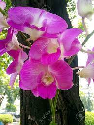 Descargue esta imagen gratuita sobre orquideas amarillo hermosas flores de la vasta biblioteca de imágenes y videos de dominio público de pixabay. Orquideas Hermosas Flores Fotos Retratos Imagenes Y Fotografia De Archivo Libres De Derecho Image 86865102