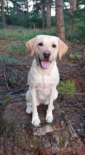 Image result for labrador retrívr