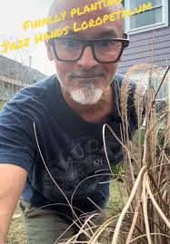 Chinese Fringe Tree Houston