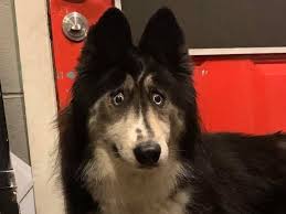 Dog breeds profiles and guides of purebred dog breeds. Cross Eyed Husky Left At A Shelter Because She Looked Weird Insider