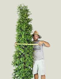 A weeping form 'tristis' is also available. Straight And Narrow Syzygium Is Naturally Very Narrow