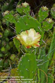 Image result for Opuntia monacantha