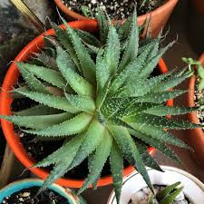 Image result for Aloe nuttii