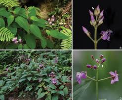 Image result for Indigofera soutpansbergensis