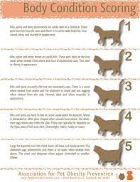 Pin On Pet Things