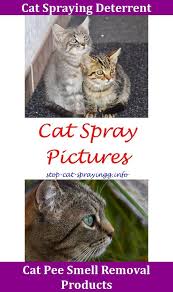 Tips To Avoid Privacy Leaks Of Your Online Accounts Cat Spray Cat Spray Smell Cat Repellant