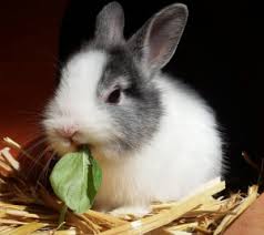 Other veterinarians may charge usd $300 or more. Why Should I Spay Or Neuter My Rabbit Lynwood Animal Hospital