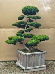 Hiller Ihr Garten In Form Garten Gartenbonsai Japanischer Garten