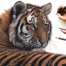 Throwback To My Amur Tiger Drawing From Last Year A Thoroughly Enjoyable Piece To Draw So I Have Another La Hyperrealistic Drawing Tiger Drawing Tiger Artwork