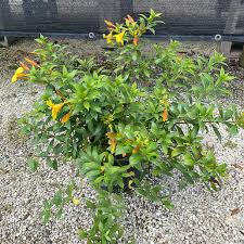 Image result for Allamanda schottii