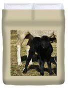 Lamb Licking Lips Photograph by Paul Oriente