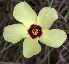 Image result for Syncolostemon elliottii