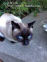 Siamese Cat Siamese Cats Beautiful Cats Cat Breeds