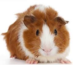 Check spelling or type a new query. How Much Do Guinea Pigs Cost Pethelpful