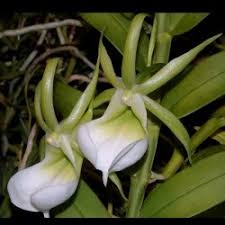 Image result for Angraecum infundibulare