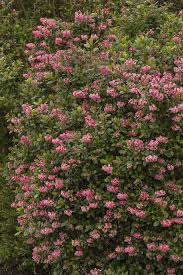 Image result for Escallonia