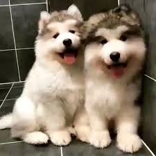 G U N A Y D I N Keyifli Huzurlu Hafta Sonlari Dileriz Siparislerin Aninda Kargoda Www Bikinimayokinidunyasi Com Puppy Lover Puppies Fluffy Puppies