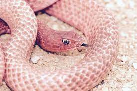 Desert Rose Pin From Lostgirl 3 Snake Types Of Snake Colorful Snakes