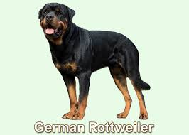 German rottweiler puppies for sale craigslist if you're looking for a new german shepherd puppy for sale, or if you … Rottweiler Puppies For Sale How To Buy Online