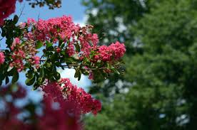 In the north, the bush often puts on its best flowering display during unusually hot summers; Cut Stems To Increase Number Of Crape Myrtle Flower Heads Orlando Sentinel