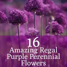 Sep 09, 2021 · a native perennial often found wild along roadsides and in fields across the u.s. 16 Purple Perennials For Never Ending Beauty Gardening