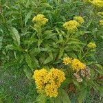 Image result for Psiadia punctulata