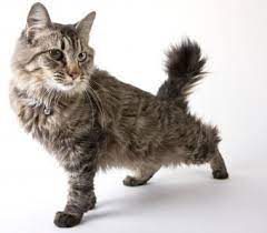 Cats of all types came to america on the mayflower, protecting the early colonist's food from rodents and other vermin. Types Of Domestic Longhair Cats Lovetoknow