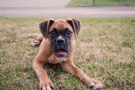 when will my boxer dog be full grown