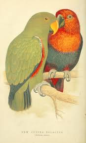 The Speaking Parrots Biodiversity Heritage Library Parrots Art Fauna Illustration Parrot