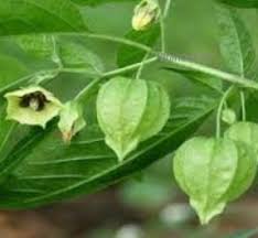 Pengembara desa 68 views6 months ago. Anim Agro Technology Buah Letup Letup Harga M3 000