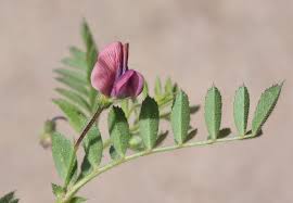 Image result for Cicer arietinum