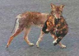 Even if your coyote walks by your house and sees that you have a cat in the daytime, he will remember your house and keep coming back at night to try to find the cat. How Many Cats Are Killed By Coyotes Poc