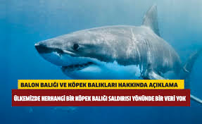 Hayvancilik Dairesi Nden Balon Baligi Ve Kopek Baliklari Hakkinda Aciklama