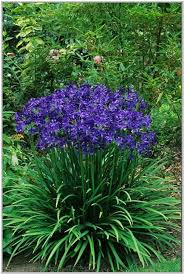 These perennials are not too particular but prefer mild climates. Perennials That Bloom All Summer Long Blue Perennial Flowers That Bloom All Summer Plants Flowers Perennials Planting Flowers