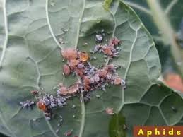 Maybe you would like to learn more about one of these? How To Use Natural Vinegar Spray For Aphids Gardenine